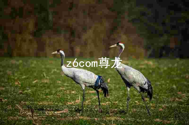 z6com尊龙