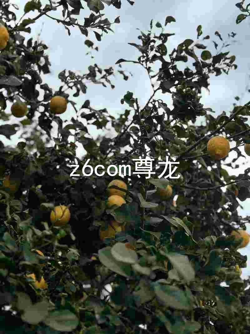 z6com尊龙